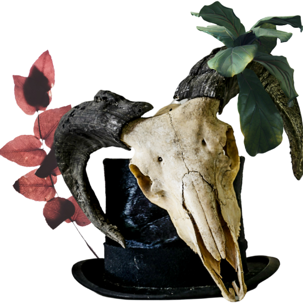 animal skull